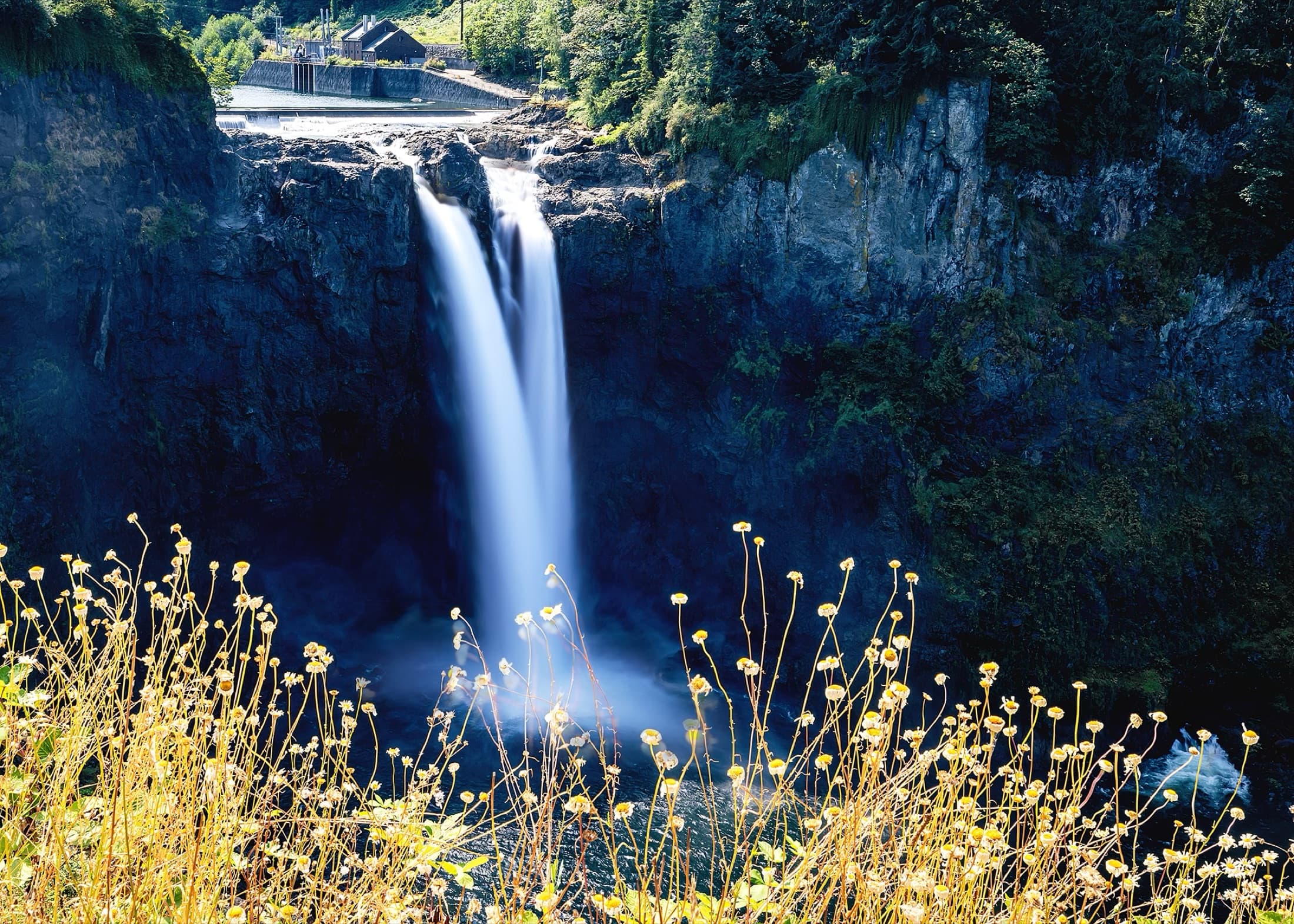 Waterfall framed by yellow wildflowers