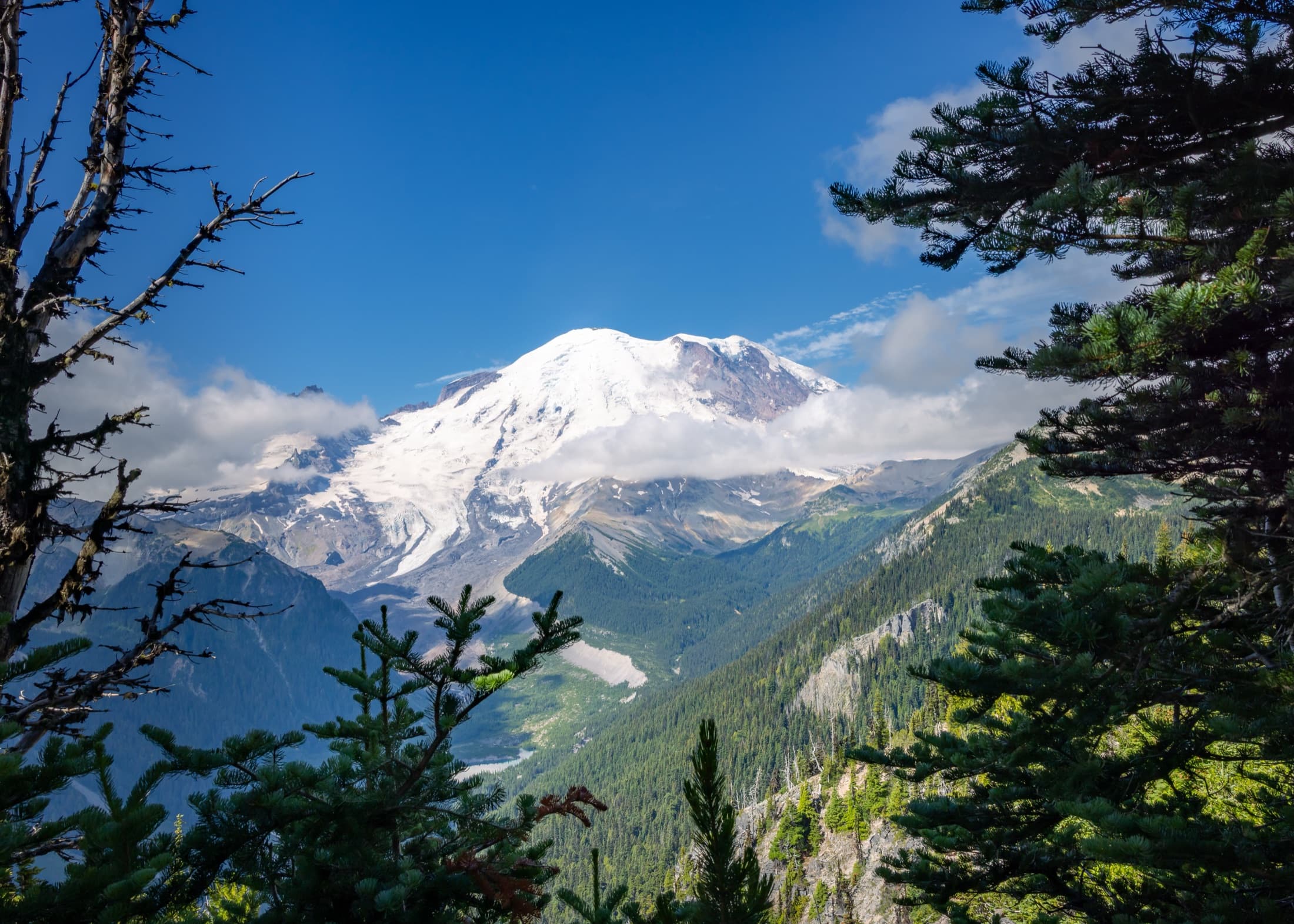 Snow-covered mountain framed by trees